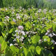 Menyanthes trifoliata | Bogbean | Marginal Plant